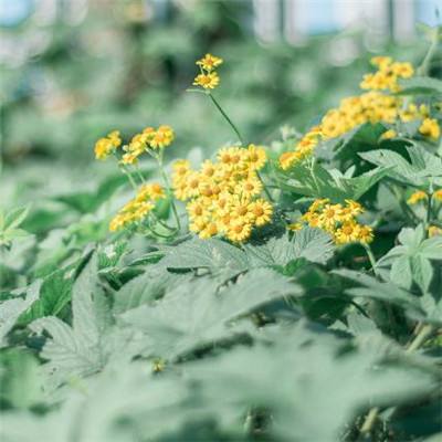 开云·体育(KYSports)